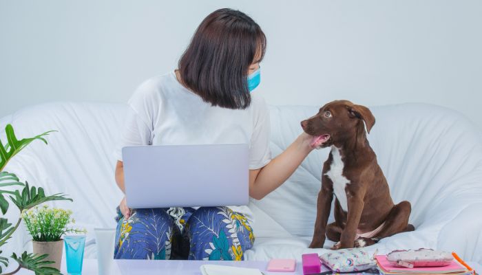 SEO for Veterinarians